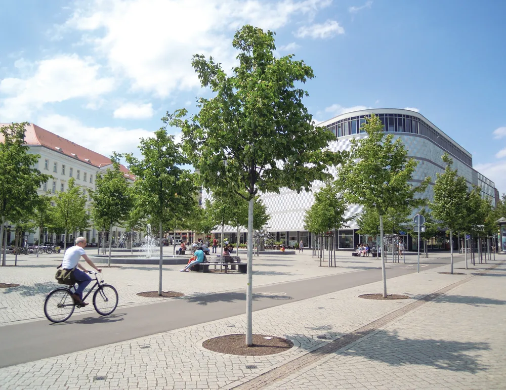 Minova Tree stabilisation with Earth Anchors in Europe